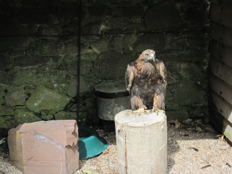 Invergordon- Il falco nel giardino- 072
